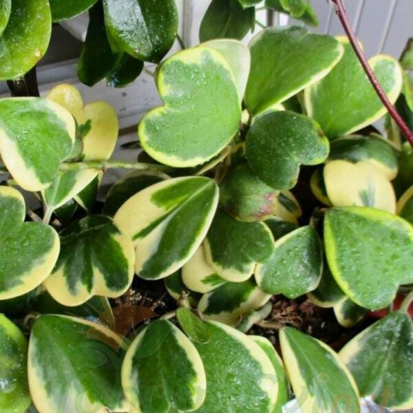 Hoya Kerrii - Kalp Sukulent