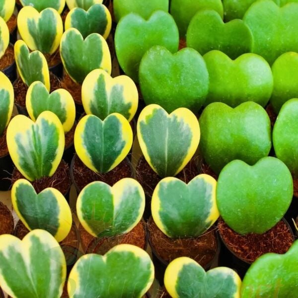 Hoya Kerrii - Kalp Sukulent