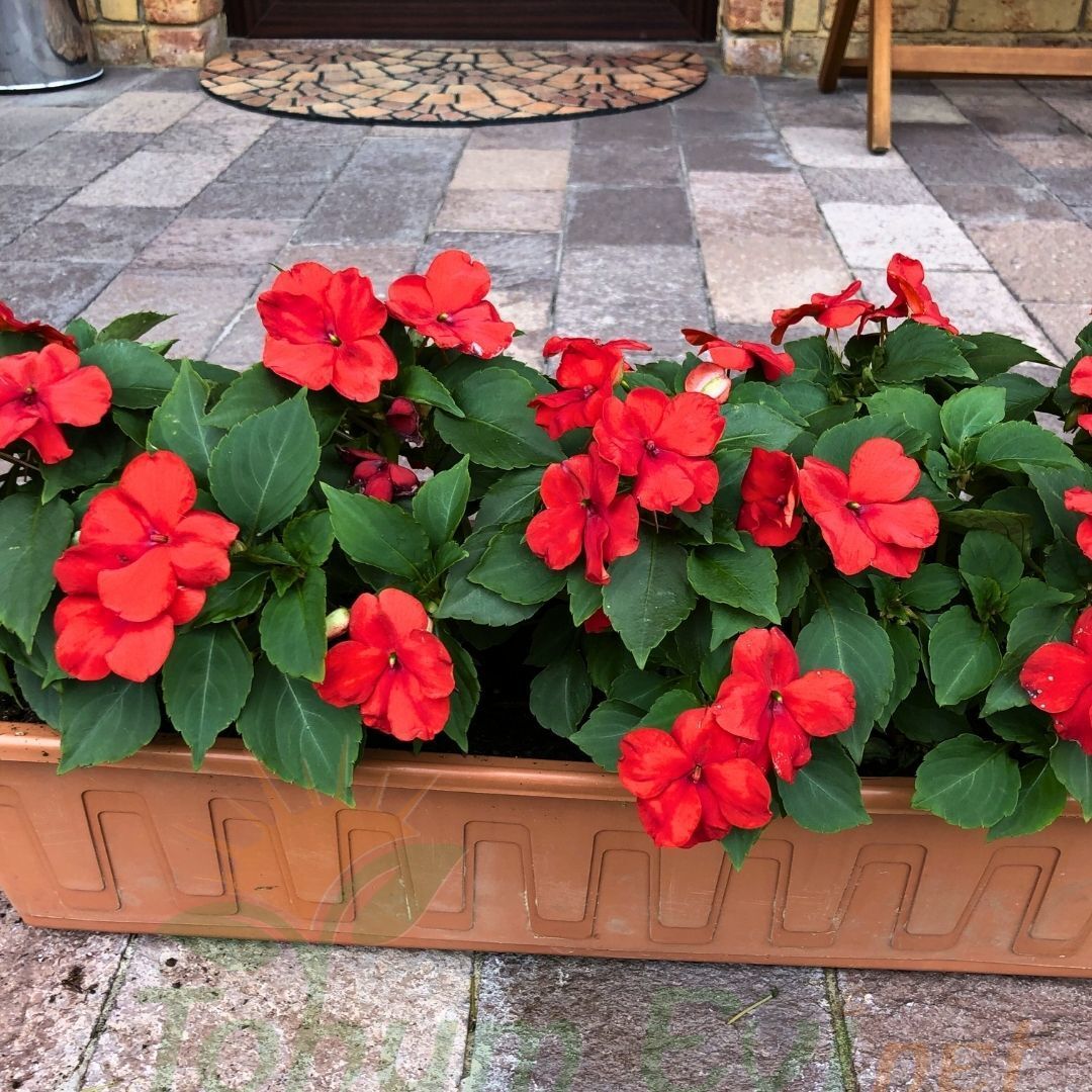 Cam Güzeli Fidesi Kırmızı- Impatiens walleriana