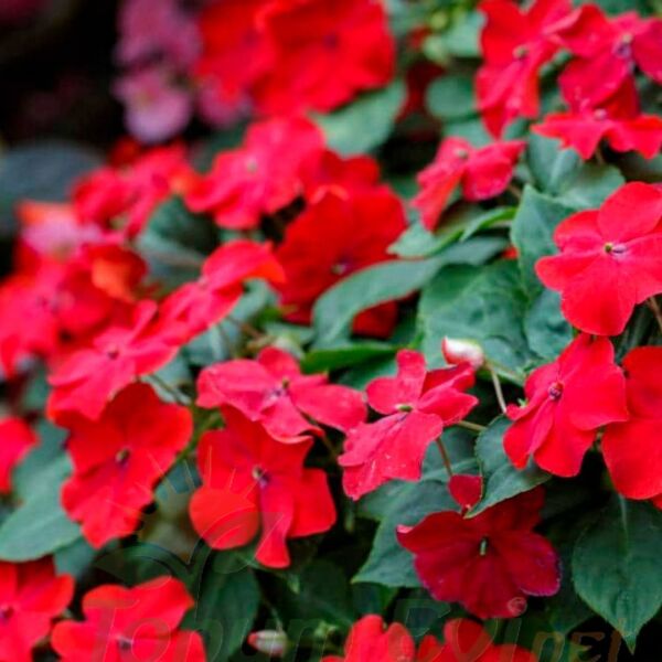 Cam Güzeli Fidesi Kırmızı- Impatiens walleriana