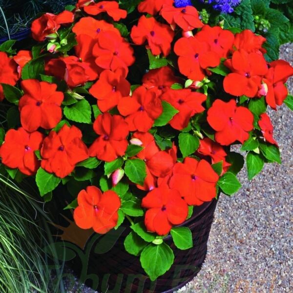 Cam Güzeli Fidesi Kırmızı- Impatiens walleriana