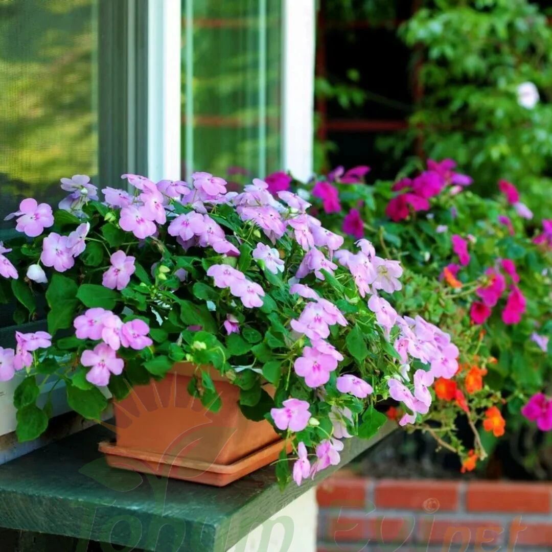 Cam Güzeli Fidesi Pembe- Impatiens walleriana