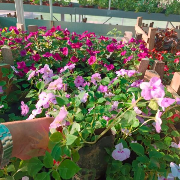 Cam Güzeli Fidesi Pembe- Impatiens walleriana
