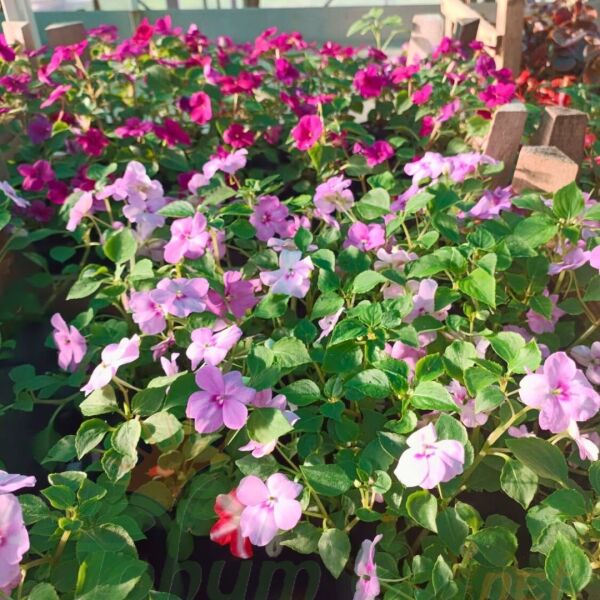 Cam Güzeli Fidesi Pembe- Impatiens walleriana