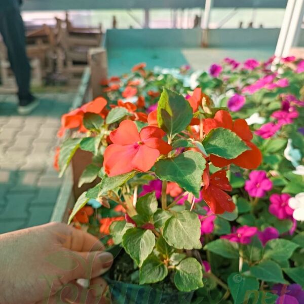 Cam Güzeli Fidesi Turuncu- Impatiens walleriana