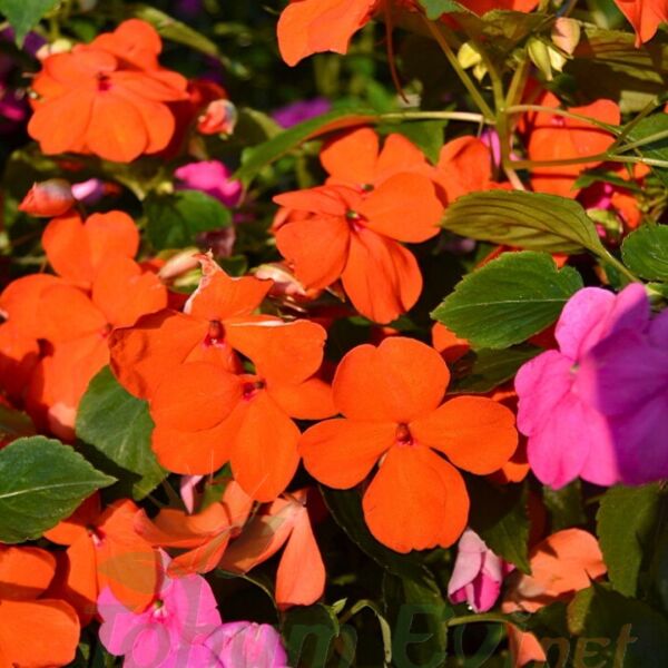 Cam Güzeli Fidesi Turuncu- Impatiens walleriana