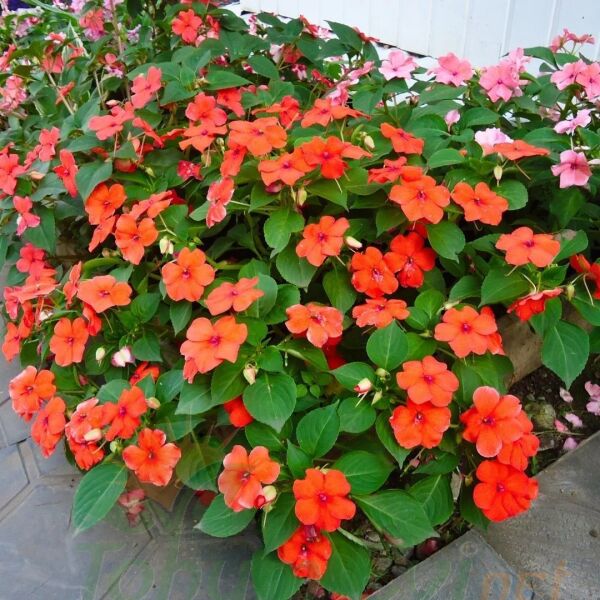 Cam Güzeli Fidesi Turuncu- Impatiens walleriana