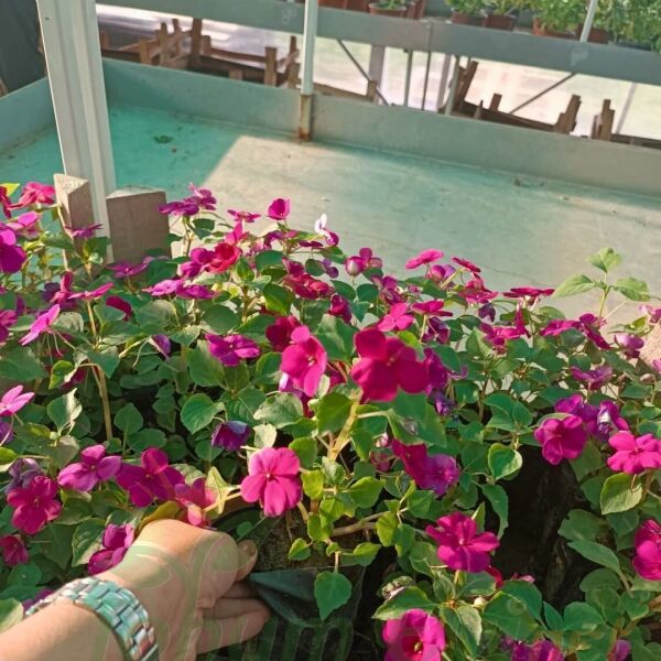 Cam Güzeli Fidesi Fuşya- Impatiens walleriana