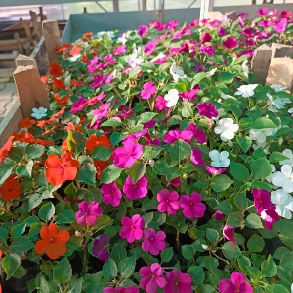 Cam Güzeli Fidesi Fuşya- Impatiens walleriana