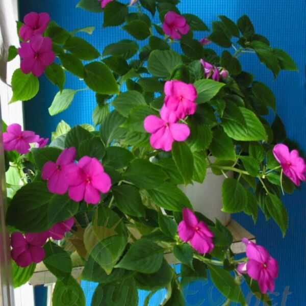 Cam Güzeli Fidesi Fuşya- Impatiens walleriana