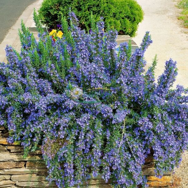 Yayılıcı Biberiye Fidanı – Rosmarinus Officinalis