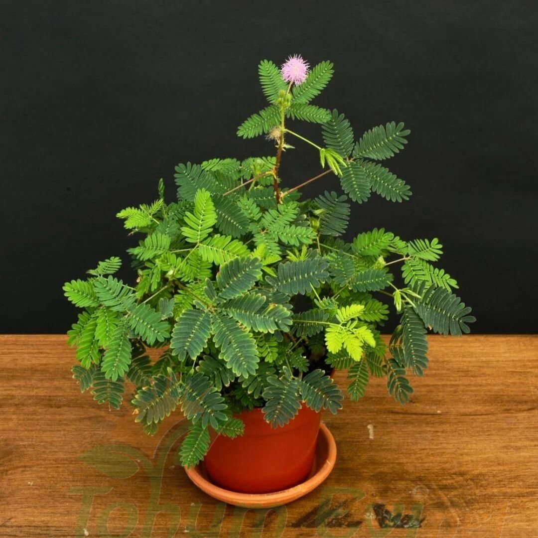 Küstüm Çiçeği Fidesi - Utangaç Çiçek – Mimosa Pudica