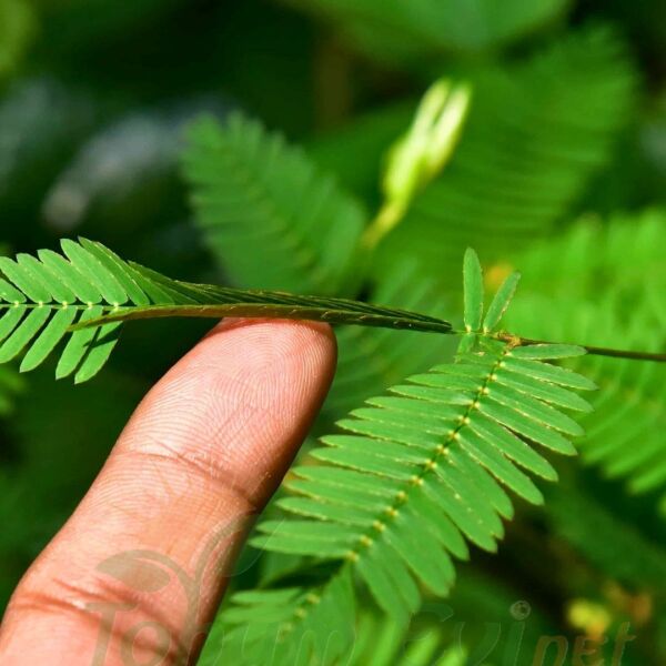 Küstüm Çiçeği Fidesi - Utangaç Çiçek – Mimosa Pudica