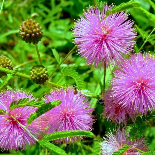 Küstüm Çiçeği Fidesi - Utangaç Çiçek – Mimosa Pudica