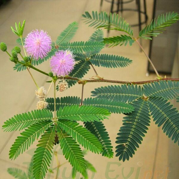 Küstüm Çiçeği Fidesi - Utangaç Çiçek – Mimosa Pudica
