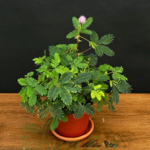 Küstüm Çiçeği Fidesi - Utangaç Çiçek – Mimosa Pudica