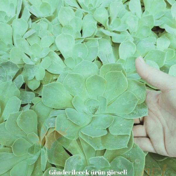 Echeveria Çiçeği - Sukulent