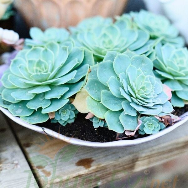 Echeveria Çiçeği - Sukulent