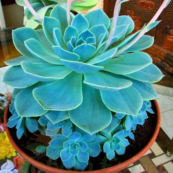 Echeveria Çiçeği - Sukulent