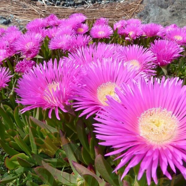 Kazayağı Çiçeği Fidesi - Carpobrotus Acinaciformis