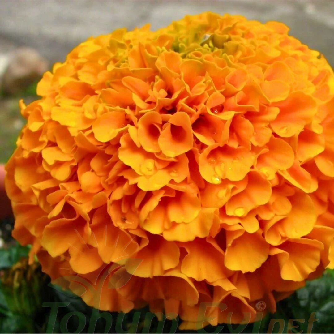 İri Kafa Kadife Çiçeği Fidesi Turuncu - African Marigold