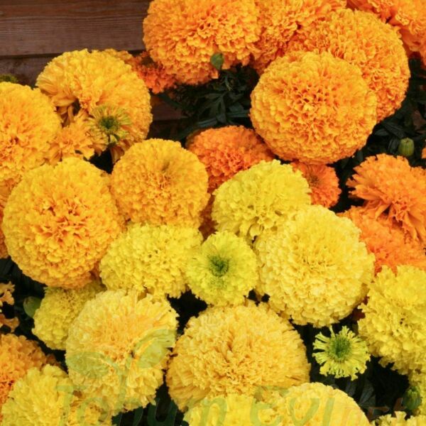 İri Kafa Kadife Çiçeği Fidesi Turuncu - African Marigold