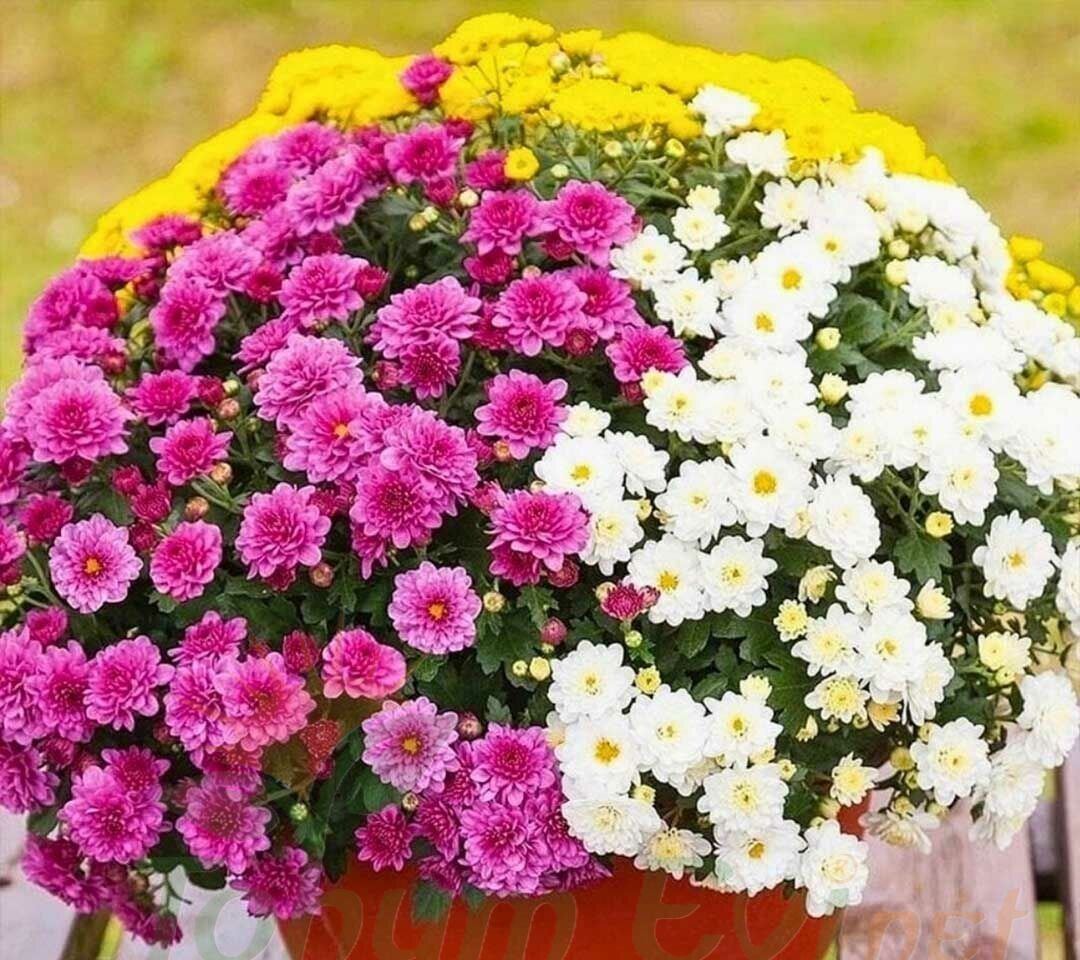 KASIMPATI FİDESİ - LEUCANTHEMUM SUPERBUM