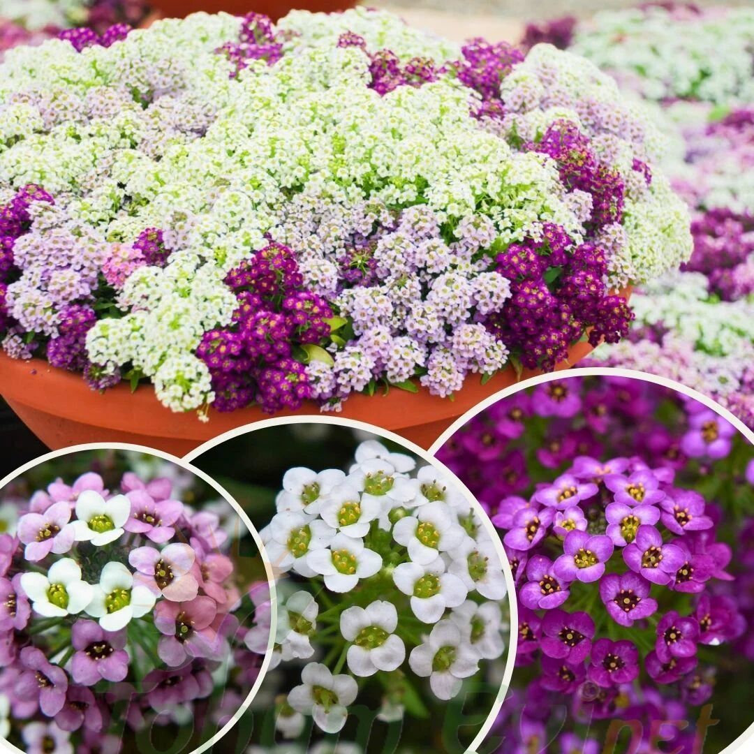 Alyssum - ﻿Alisyum Fidesi –Ballıca - Kraliyet Halısı