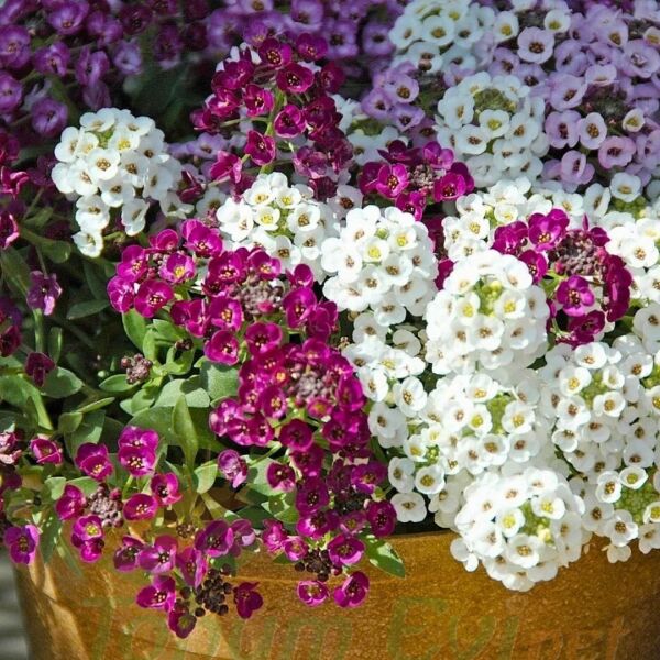 Alyssum - ﻿Alisyum Fidesi –Ballıca - Kraliyet Halısı