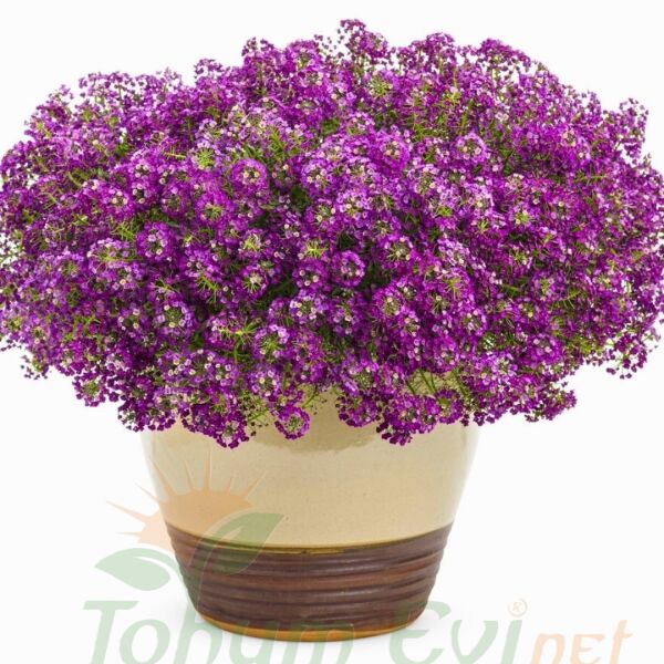 Alyssum - ﻿Alisyum Fidesi –Ballıca - Kraliyet Halısı