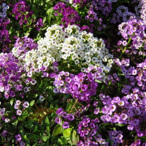 Alyssum - ﻿Alisyum Fidesi –Ballıca - Kraliyet Halısı