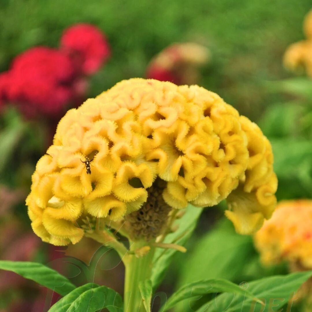 Balta Horoz ibiği Çiçek Fidesi Sarı - Celosia Argentea Aristata