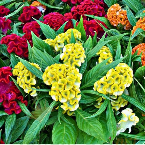 Balta Horoz ibiği Çiçek Fidesi Sarı - Celosia Argentea Aristata