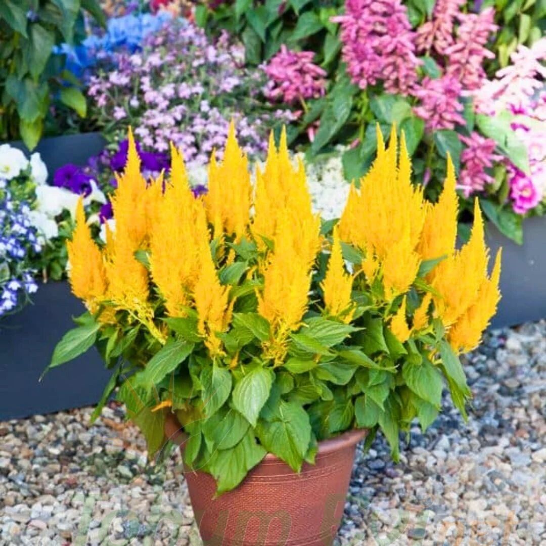 Horoz İbiği Çiçeği Fidesi Sarı – Celosia Argentea