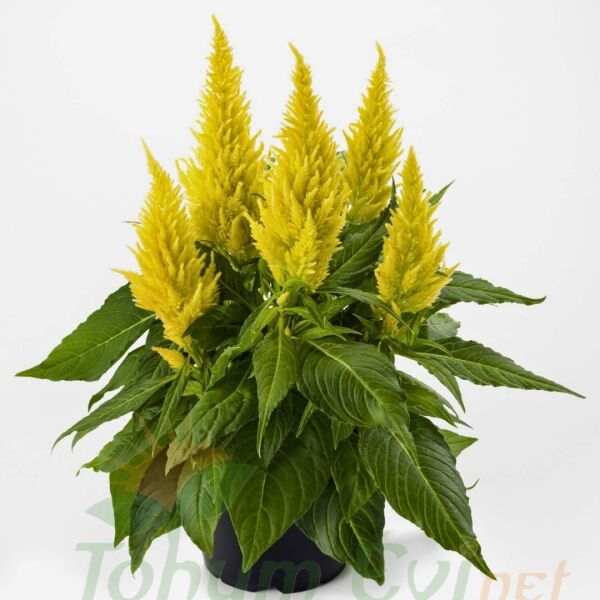 Horoz İbiği Çiçeği Fidesi Sarı – Celosia Argentea