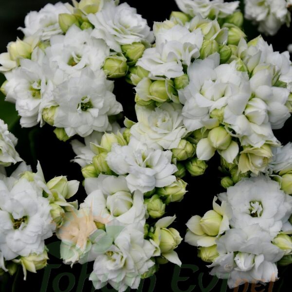 Kalanşo Çiçeği Fidesi Beyaz – Kalanchoe