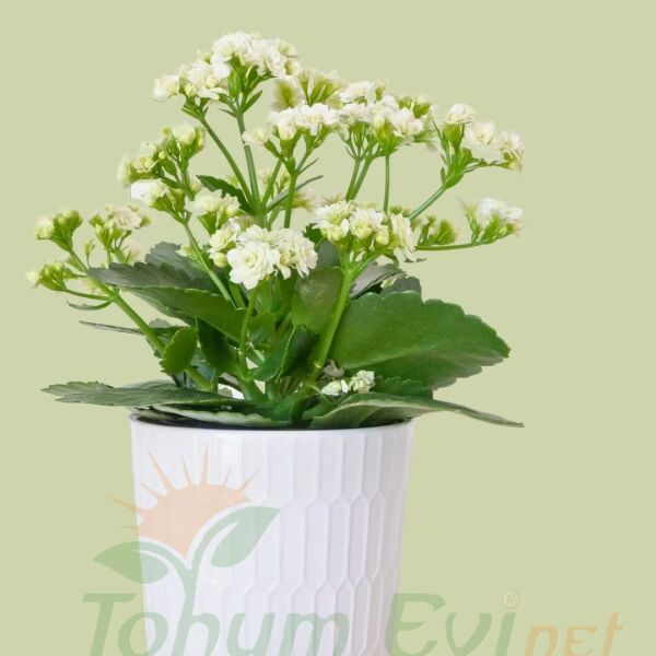 Kalanşo Çiçeği Fidesi Beyaz – Kalanchoe