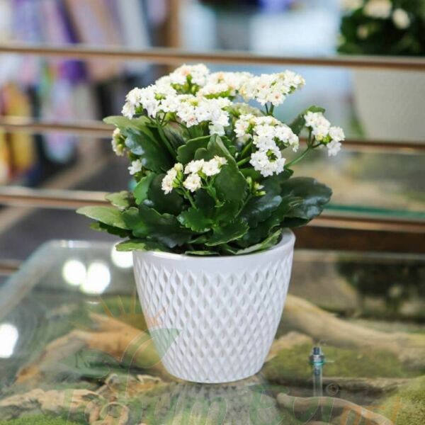 Kalanşo Çiçeği Fidesi Beyaz – Kalanchoe