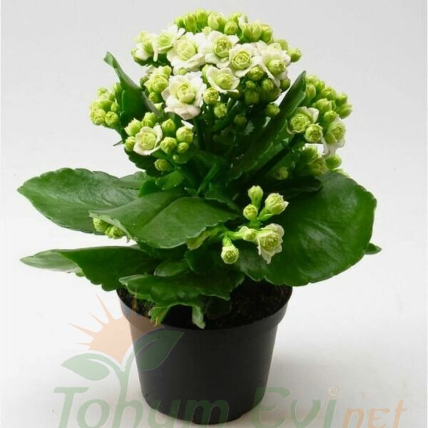 Kalanşo Çiçeği Fidesi Beyaz – Kalanchoe
