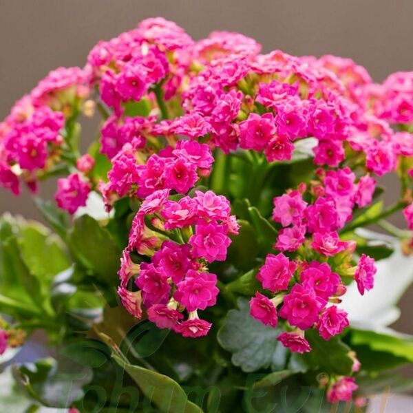Kalanşo Çiçeği Fidesi Pembe – Kalanchoe