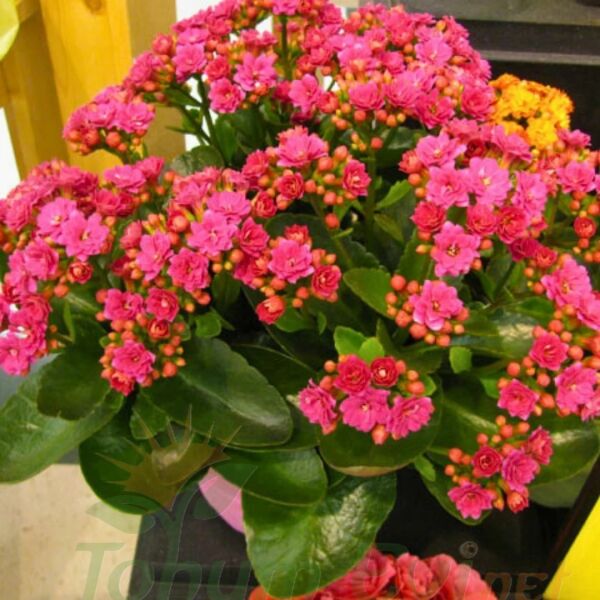 Kalanşo Çiçeği Fidesi Pembe – Kalanchoe