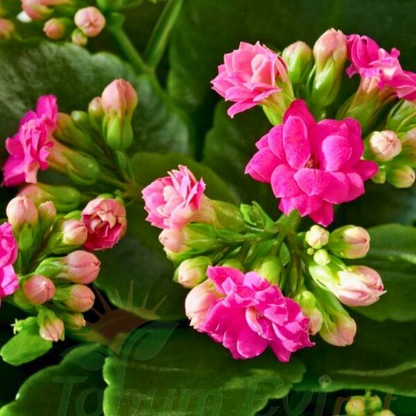 Kalanşo Çiçeği Fidesi Pembe – Kalanchoe