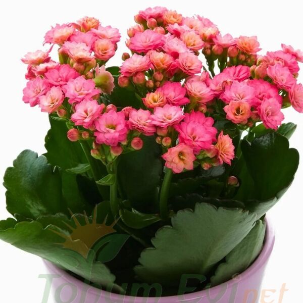 Kalanşo Çiçeği Fidesi Pembe – Kalanchoe