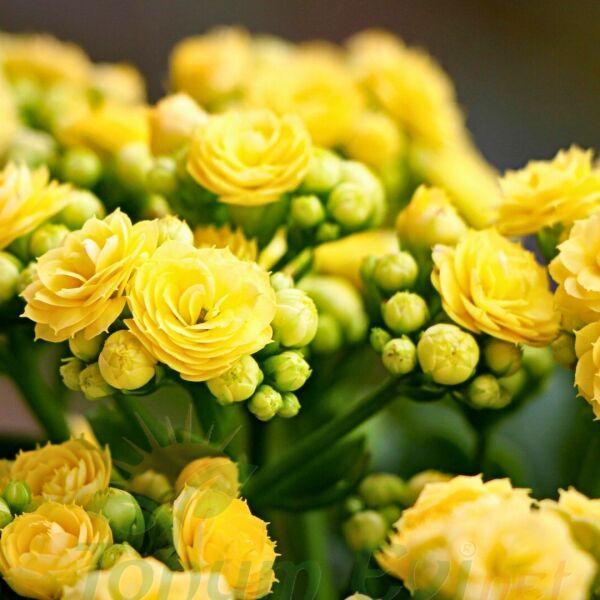 Kalanşo Çiçeği Fidesi Sarı – Kalanchoe
