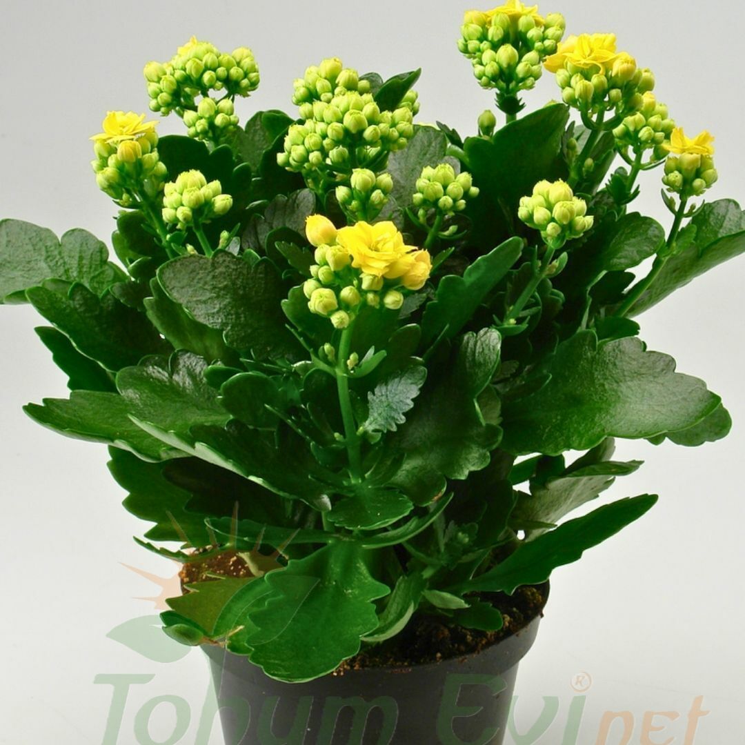 Kalanşo Çiçeği Fidesi Sarı – Kalanchoe