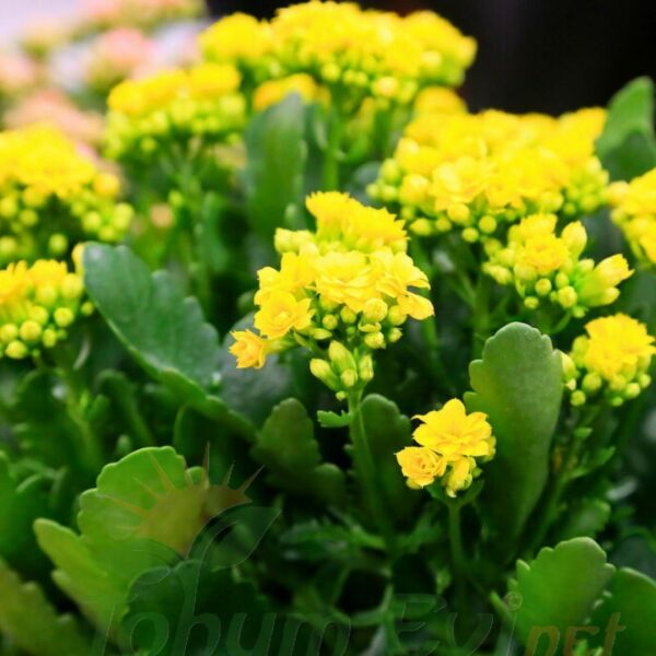 Kalanşo Çiçeği Fidesi Sarı – Kalanchoe