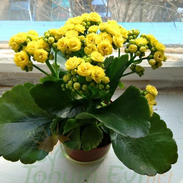 Kalanşo Çiçeği Fidesi Sarı – Kalanchoe