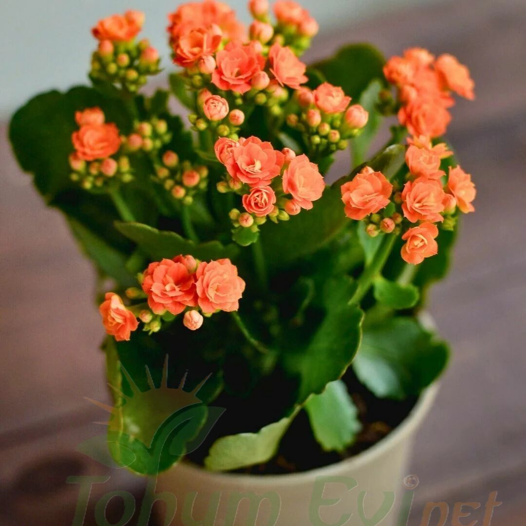 Kalanşo Çiçeği Fidesi Turuncu – Kalanchoe
