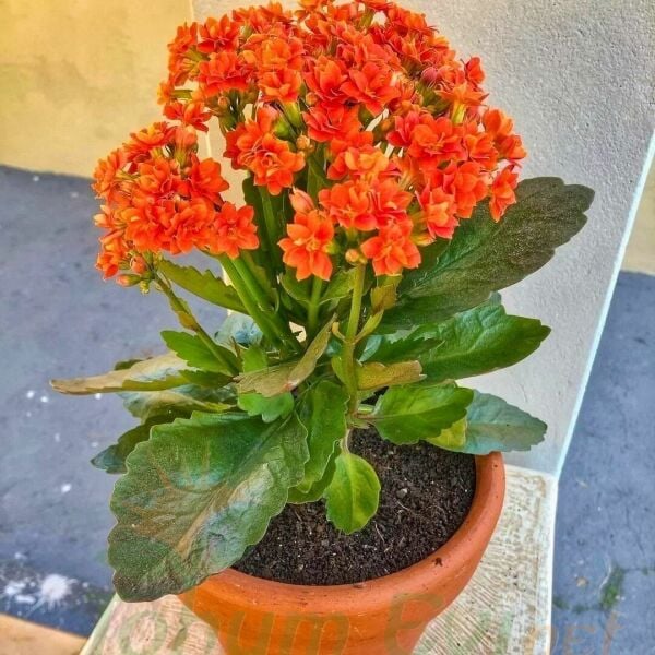 Kalanşo Çiçeği Fidesi Turuncu – Kalanchoe