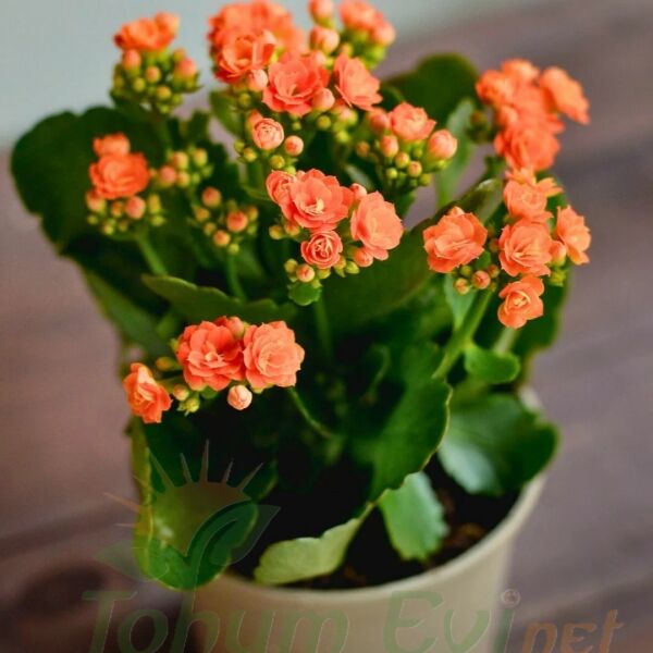 Kalanşo Çiçeği Fidesi Turuncu – Kalanchoe